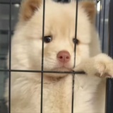 嬷以咏志