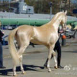 小马儿