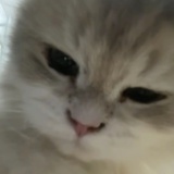 鱼汤