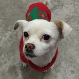 阿步
