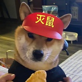 我也爱柴犬