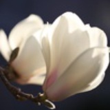 弦上之眸