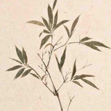 lepsab