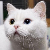 楼南琴主