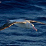 albatros