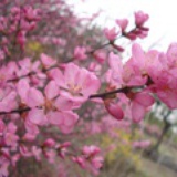 颖