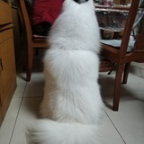萨摩猪
