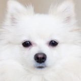 huskyz