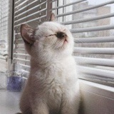 哆啦A猫