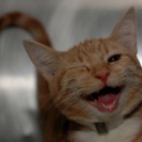 猫叔‖剪刀手