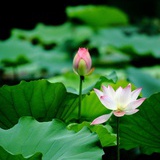 自在的莲花