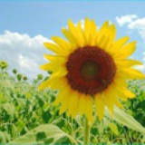 sunflower_du