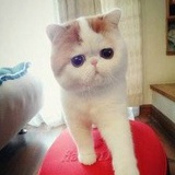 艾小麦