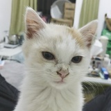 hana