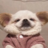 fifi