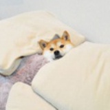 橙