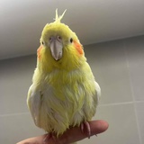 nono