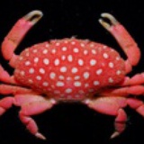 redcrab