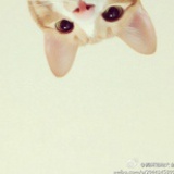 懒猫