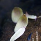 城