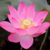 一日难再晨