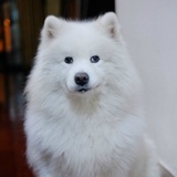 林小猪