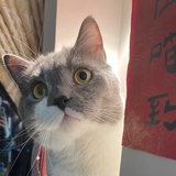 猫里猫气