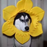 hahaha