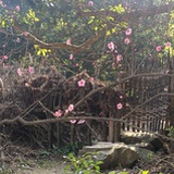 桥桥