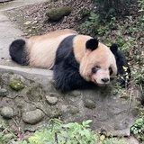 拿了橘子就跑