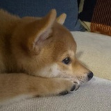 大人