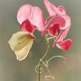 lotuspoint
