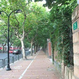 Aquilaria