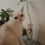 西窗