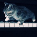 会哭的猫