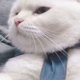 花非花