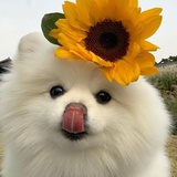 甄嬛