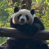 再见萤火虫