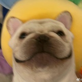 oliver