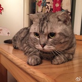 小米
