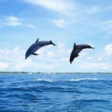 Delphin