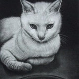 躲猫