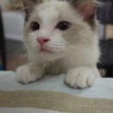 Dean