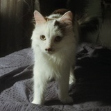 jade与猪猪