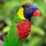 polly