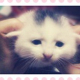 小飞飞鼠