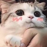 奥利啾