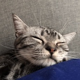 牛氓小熊
