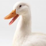 Duckduckhuang