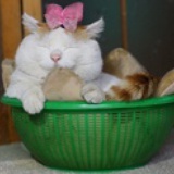 篮子猫